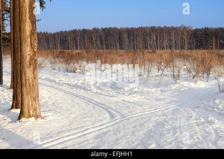 Loipen im Winterwald Stockfoto