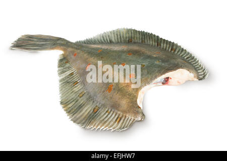 frische rohe Scholle Fische auf weißem Hintergrund Stockfoto