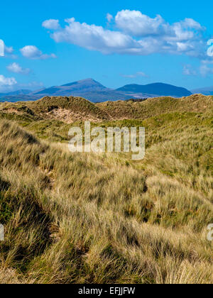 Sanddünen am Strand von Harlech in Gwynedd Snowdonia North Wales UK mit sichtbaren Berge in der Ferne unter blauem Himmel Stockfoto