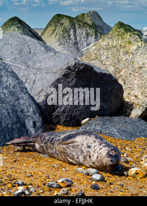 Kegelrobben Halichoerus Grypus auf Horsey Strand in der Nähe der Norfolk Broads an der Nordsee Küste Norfolk England UK Stockfoto
