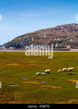 Schafbeweidung im Wattenmeer an der Mündung des Flusses Mawddach bei Barmouth Bay Gwynedd Snowdonia North Wales UK mit Barmouth jenseits Stockfoto