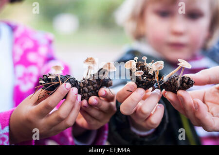 Conifercone Cap (Baeospora Myosura) Pilze wachsen auf Tannenzapfen von Kindern gehalten Stockfoto