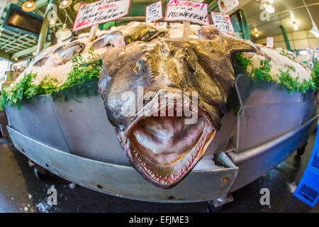 Beängstigend Seeteufel zum Verkauf in in der Pike Place Market, bereit zum Sprung an Touristen, Seattle, Washington State, USA Stockfoto