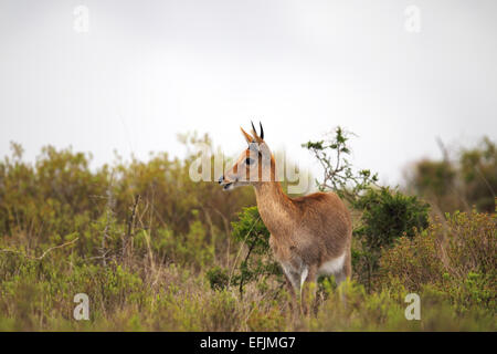 Wasserbock (Kobus Ellipsiprymnus) in Amakhala Game Reserve, Eastern Cape, Südafrika. Stockfoto