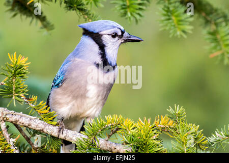 Bluejay thront in Baum Stockfoto