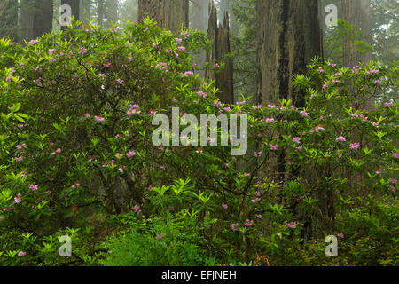 Rhododendron blüht am Wegesrand im Redwood National Park. Kalifornien. Frühling Stockfoto