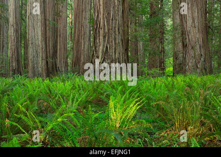 Farne wachsen auf dem Trail im Redwood National Park und Jedediah Smith Redwoods State Park. Kalifornien. Frühling Stockfoto