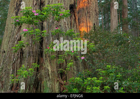 Rhododendron blüht entlang Lady Bird Johnson Rundwanderung im Redwood National Park. Kalifornien. Frühling Stockfoto