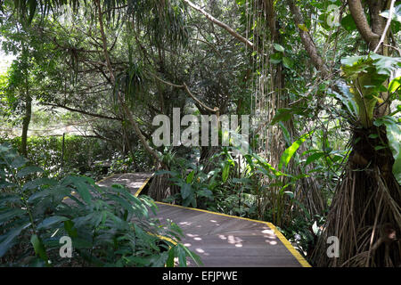 Singapore Botanic Gardens. Stockfoto