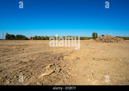 HÜGEL GEGRABEN, PISTAZIE BAUM OBSTGARTEN WASCO CENTRAL VALLEY KALIFORNIEN USA Stockfoto