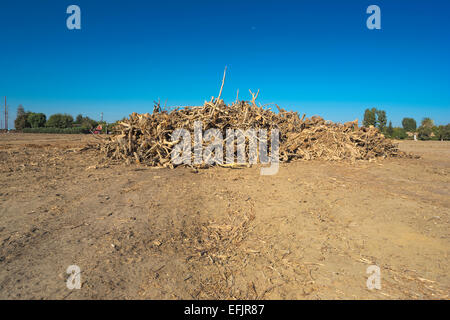 HÜGEL GEGRABEN, PISTAZIE BAUM OBSTGARTEN WASCO CENTRAL VALLEY KALIFORNIEN USA Stockfoto