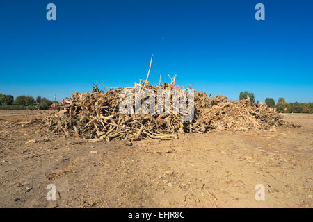 HÜGEL GEGRABEN, PISTAZIE BAUM OBSTGARTEN WASCO CENTRAL VALLEY KALIFORNIEN USA Stockfoto