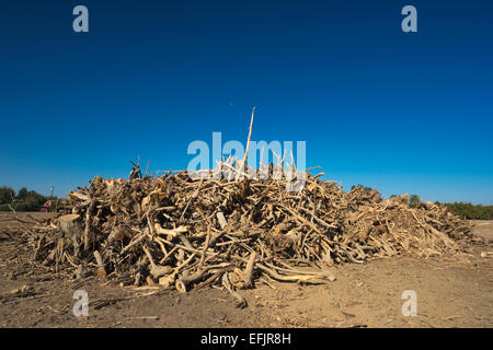 HÜGEL GEGRABEN, PISTAZIE BAUM OBSTGARTEN WASCO CENTRAL VALLEY KALIFORNIEN USA Stockfoto