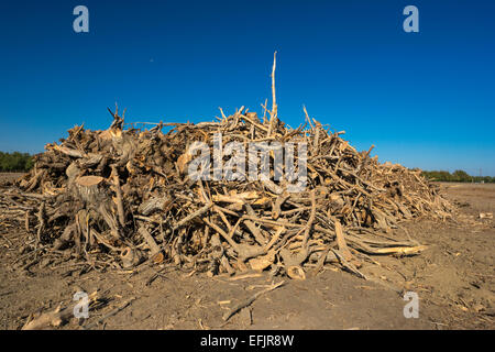 HÜGEL GEGRABEN, PISTAZIE BAUM OBSTGARTEN WASCO CENTRAL VALLEY KALIFORNIEN USA Stockfoto