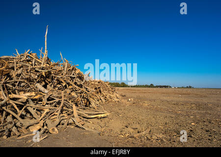 HÜGEL GEGRABEN, PISTAZIE BAUM OBSTGARTEN WASCO CENTRAL VALLEY KALIFORNIEN USA Stockfoto