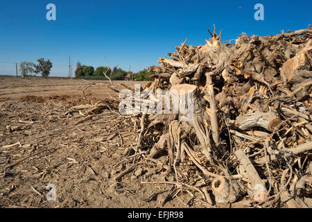 HÜGEL GEGRABEN, PISTAZIE BAUM STÜMPFE WASCO CENTRAL VALLEY KALIFORNIEN USA Stockfoto