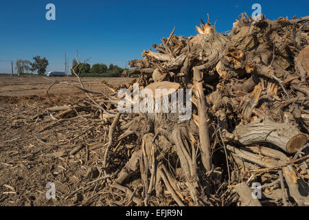 HÜGEL GEGRABEN, PISTAZIE BAUM STÜMPFE WASCO CENTRAL VALLEY KALIFORNIEN USA Stockfoto