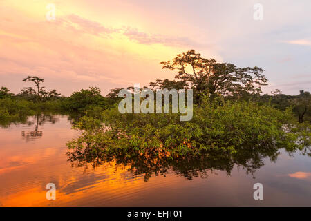 TYPISCHE VEGETATION AUF LAGUNE GRANDE CUYABENO NATIONALPARK ECUADOR SUCUMBIOS PROVINZ Stockfoto