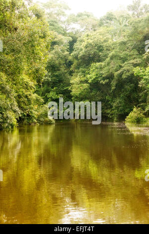 Cuyabeno River National Park typischen Dschungel Vegetation Stockfoto