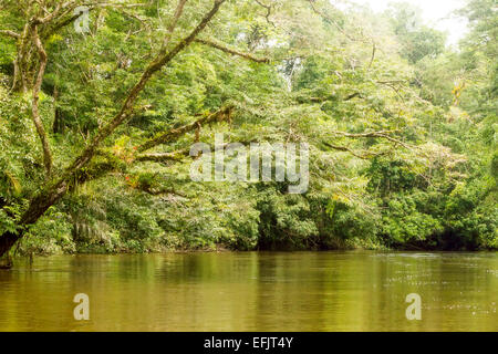 Cuyabeno River National Park typischen Dschungel Vegetation Stockfoto