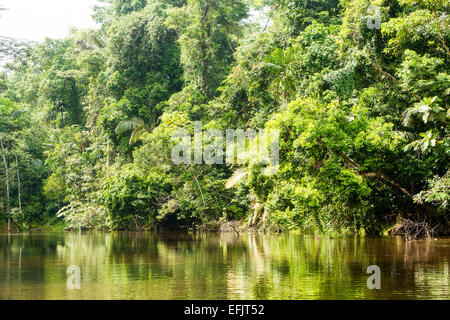 Cuyabeno River National Park typischen Dschungel Vegetation Stockfoto