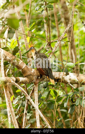 Hoatzin Vogel im Cuyabeno Nationalpark in Ecuador Stockfoto