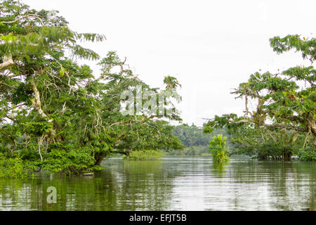 Cuyabeno River National Park typischen Dschungel Vegetation Stockfoto