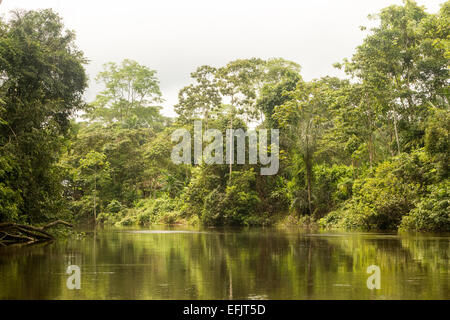 Cuyabeno River National Park typischen Dschungel Vegetation Stockfoto