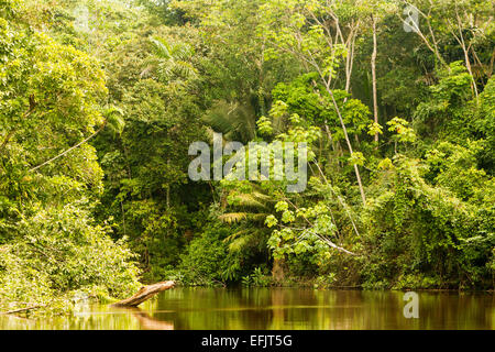 Cuyabeno River National Park typischen Dschungel Vegetation Stockfoto
