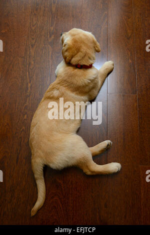 Draufsicht der gelben Labrador Golden Retriever mix Welpen auf harten Holzboden verlegen Stockfoto