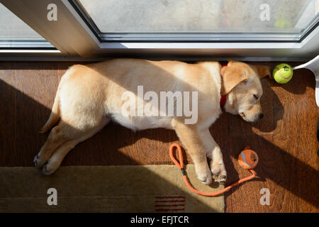 Niedlichen gelben Labrador Golden Retriever mix Welpen schlafen auf ihrer Seite Stockfoto