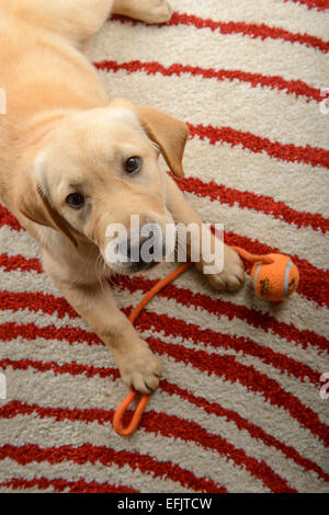 Niedlichen gelben Labrador Golden Retriever Mix Welpen Blick in die Kamera auf einem Teppich zu Hause mit seinem Spielzeug-Ball liegend Stockfoto