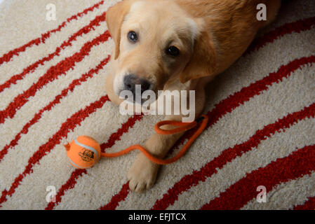 Niedlichen gelben Labrador Golden Retriever Mix Welpen Blick in die Kamera auf einem Teppich zu Hause mit seinem Spielzeug-Ball liegend Stockfoto