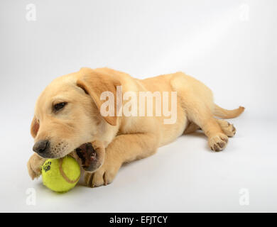 Niedlichen gelben Labrador Golden Retriever mix Welpen das Spiel mit einem Tennisball Stockfoto