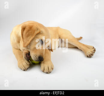 Niedlichen gelben Labrador Golden Retriever mix Welpen das Spiel mit einem Tennisball Stockfoto