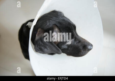 Schwarze Labrador Retriever tragen einen Hund Kegel um Stiche zu schützen verletzt Stockfoto