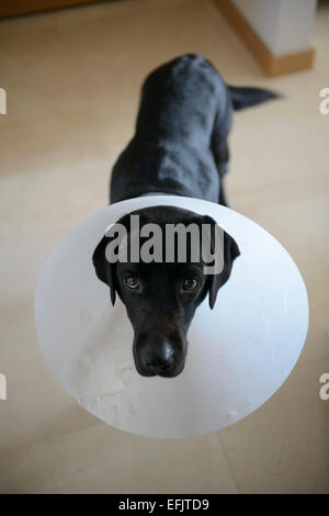 Schwarze Labrador Retriever tragen einen Hund Kegel verletzt Stockfoto