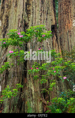 Rhododendron blüht entlang Lady Bird Johnson Rundwanderung im Redwood National Park. Kalifornien. Frühling Stockfoto