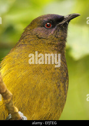 Ein detailliertes Portrait von einem Bellbird. Stockfoto