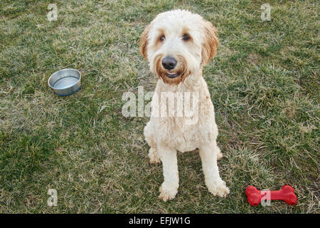 Süße junge Goldendoodle Hundesitting in Hof mit Spielzeug Knochen und Wassernapf. Stockfoto