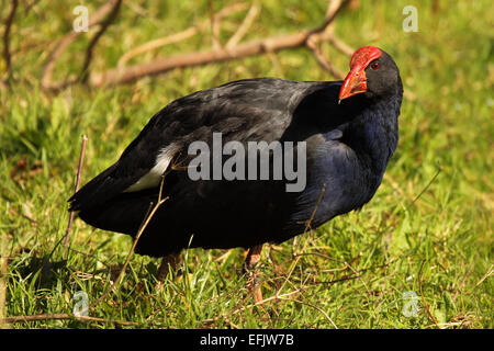 Ein Pukeko rückblickend. Stockfoto