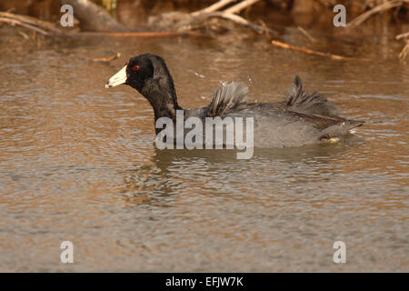 Eine amerikanische Coot spiegeln ihren gedrungenen Flügel. Stockfoto