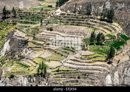 Die Schlucht des Flusses Colca im Süden Perus. Perus dritte meistbesuchte Touristenziel mit ca. 160.000 Besuchern jährlich, Stockfoto