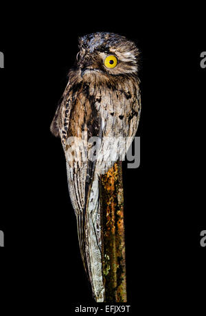 Eine nördliche aber (Nyctibius Jamaicensis) thront auf einem Zaunpfahl in der Nacht. Belize, Mittelamerika. Stockfoto