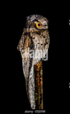 Eine nördliche aber (Nyctibius Jamaicensis) thront auf einem Zaunpfahl in der Nacht. Belize, Mittelamerika. Stockfoto