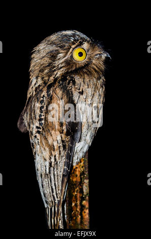 Eine nördliche aber (Nyctibius Jamaicensis) in der Nacht. Belize, Mittelamerika. Stockfoto