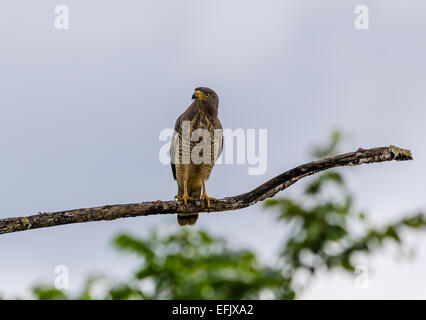 Ein am Straßenrand Hawk (Rupornis Magnirostris) thront auf einem Ast. Belize, Mittelamerika. Stockfoto