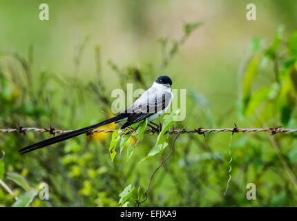 Gabel-tailed Flycatcher (Tyrannus Savana) thront auf Barbwire Zaun. Belize, Mittelamerika. Stockfoto