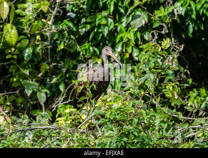 Ein Limpkin (Aramus Guarauna) in den Büschen. Belize, Mittelamerika. Stockfoto