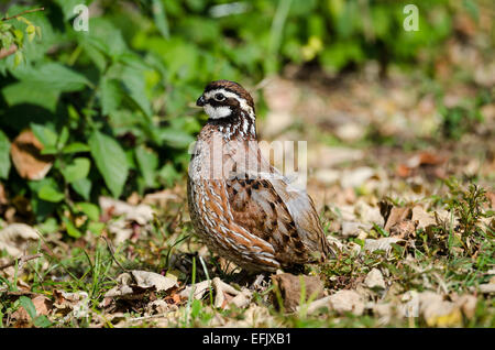 Eine männliche nördlichen Bobwhite Quail (Colinus Virginianus) in den Büschen. Texas, USA. Stockfoto